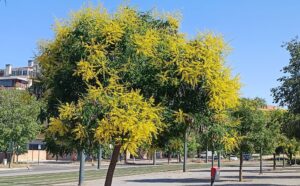 EL ÁRBOL DE LOS FAROLILLOS EMBELLECE Y REFRESCA GRANADA