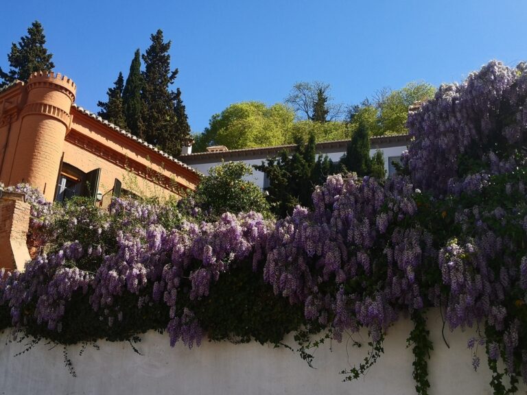 LA GLICINA: BELLEZA Y VERSATILIDAD EN LOS JARDINES DE GRANADA